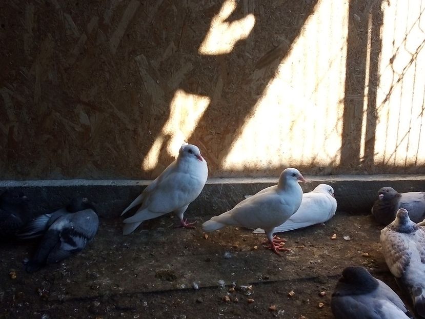  - Pui de porumbei voiajori 2019