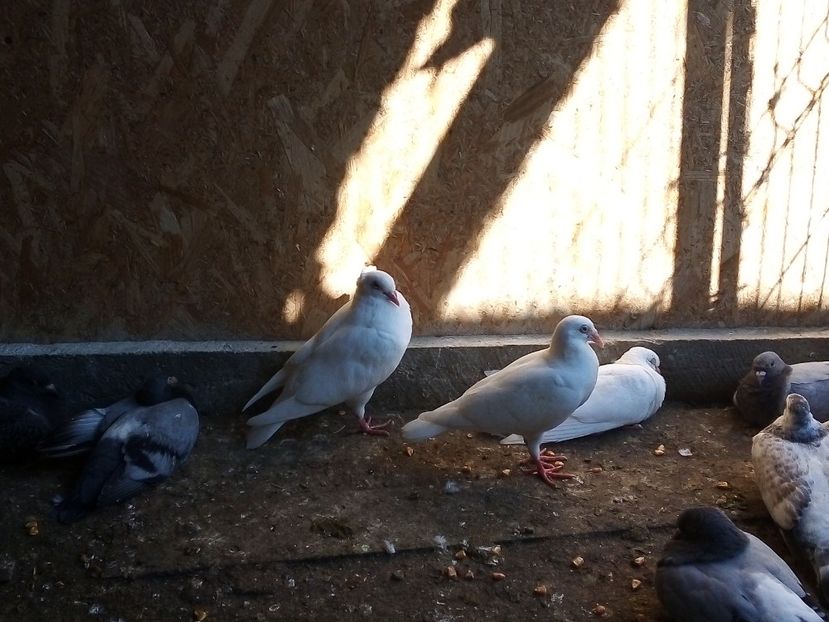  - Pui de porumbei voiajori 2019