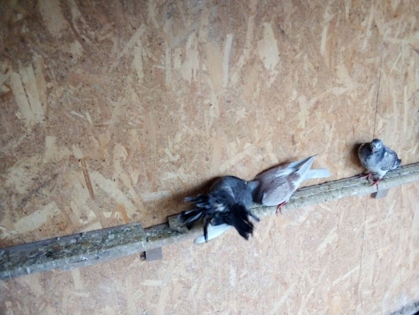  - Pui de porumbei voiajori 2019