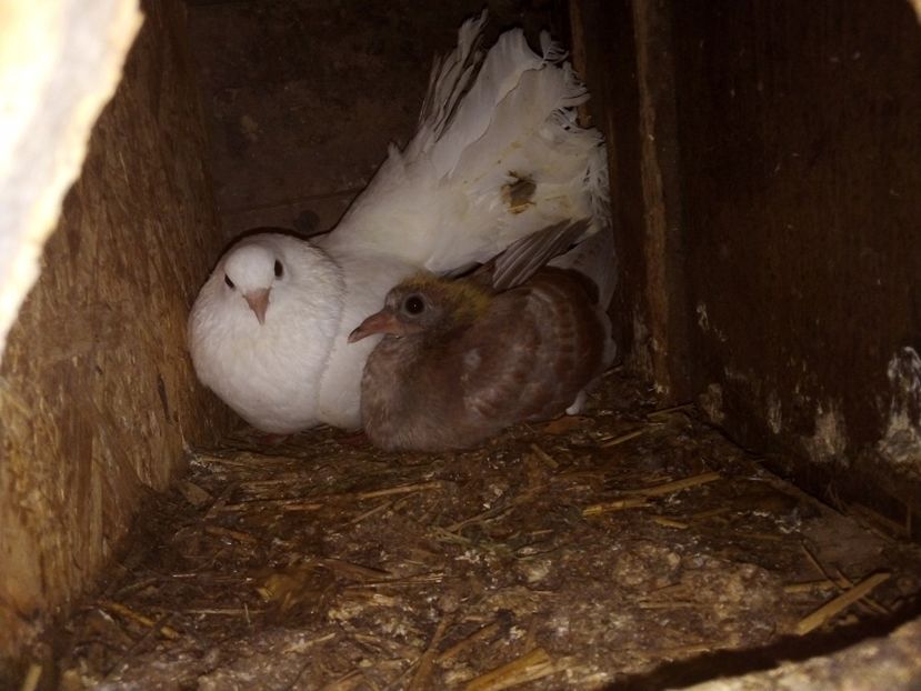  - Pui de porumbei voiajori 2019