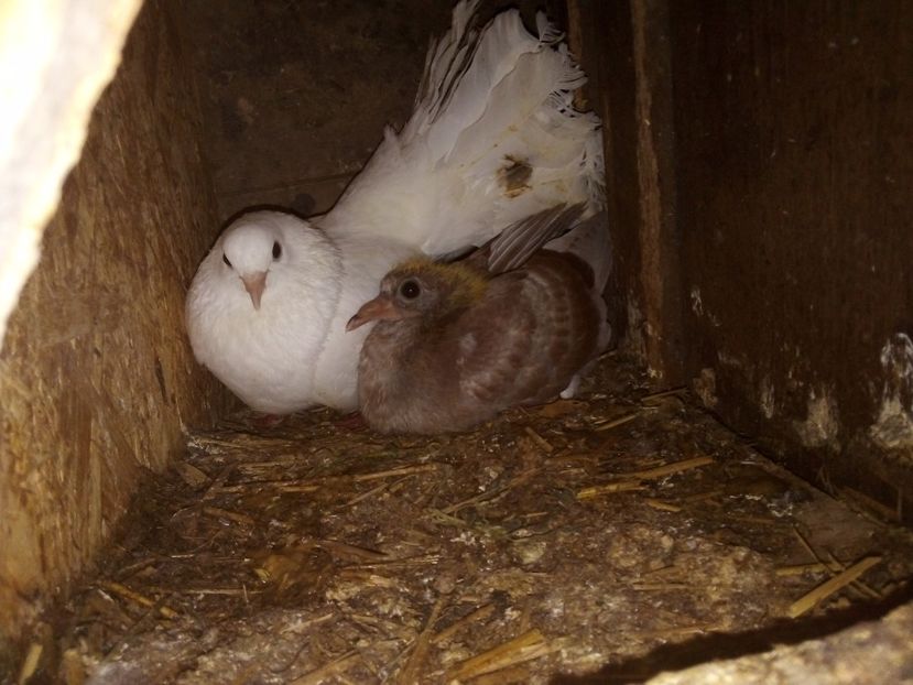  - Pui de porumbei voiajori 2019