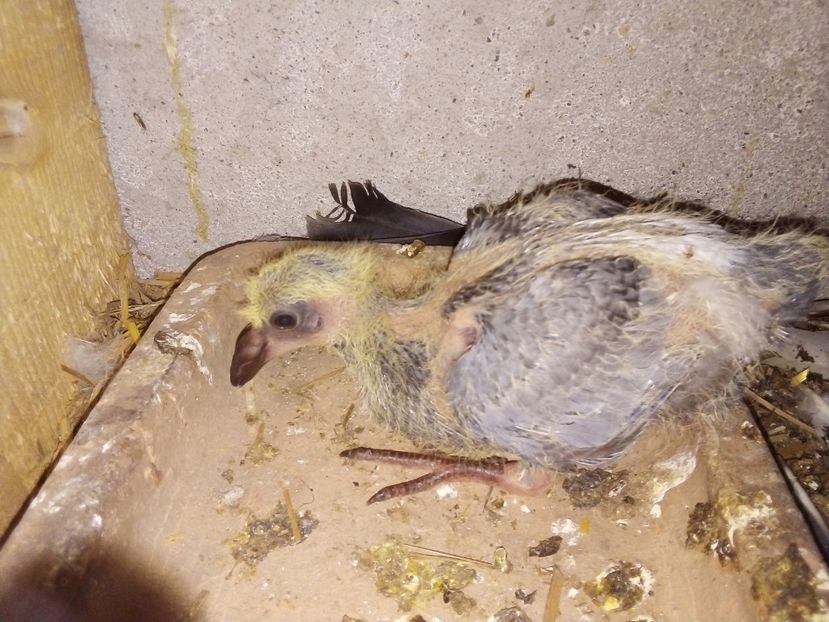  - Pui de porumbei voiajori 2019