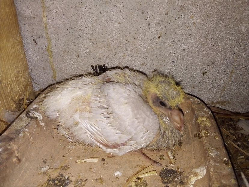  - Pui de porumbei voiajori 2019