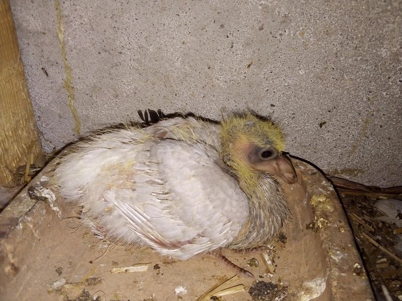  - Pui de porumbei voiajori 2019