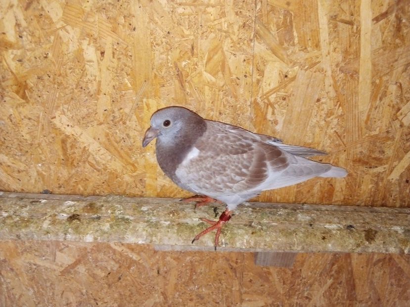  - Pui de porumbei voiajori 2019