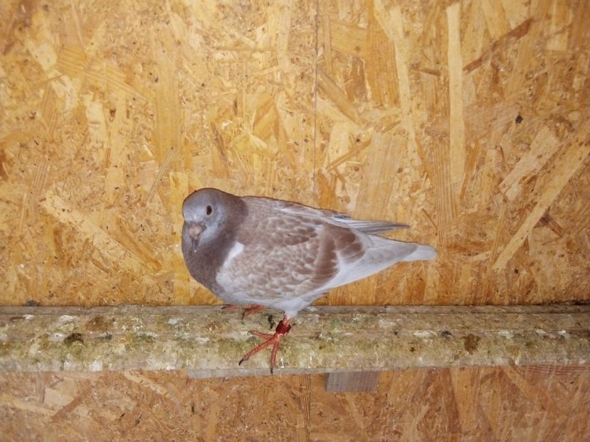  - Pui de porumbei voiajori 2019