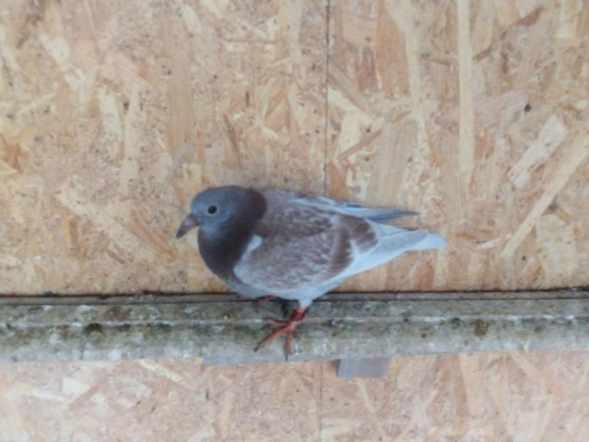  - Pui de porumbei voiajori 2019