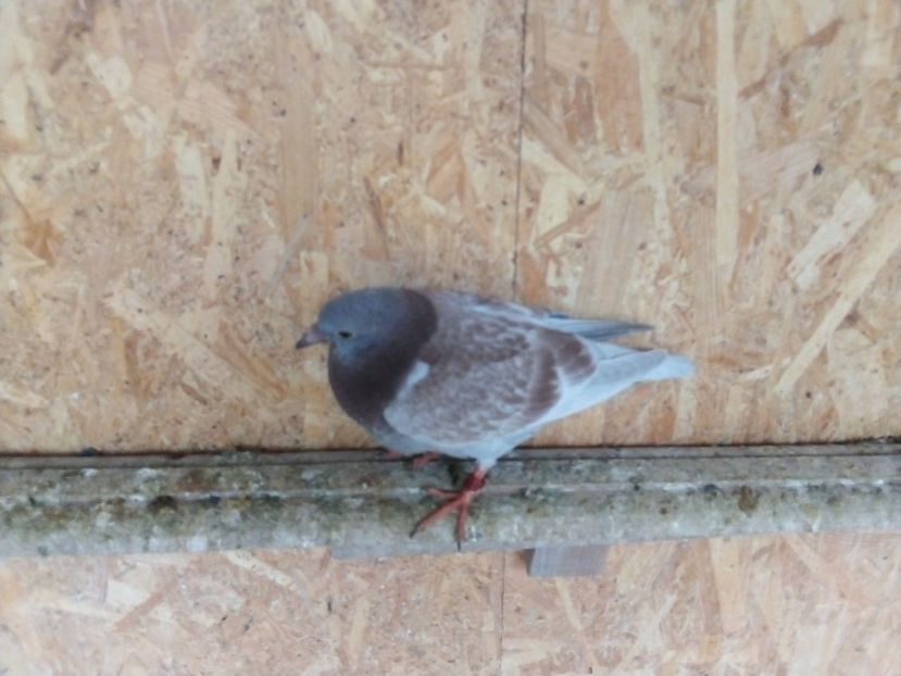  - Pui de porumbei voiajori 2019