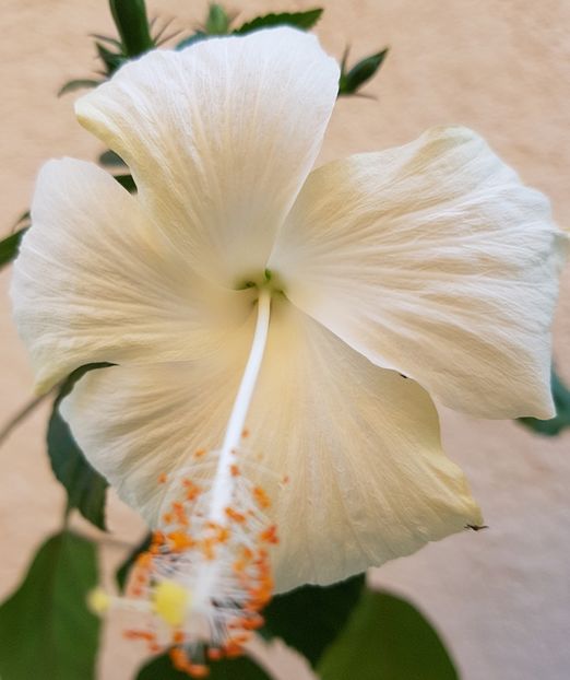  - 1-2 HIBISCUS