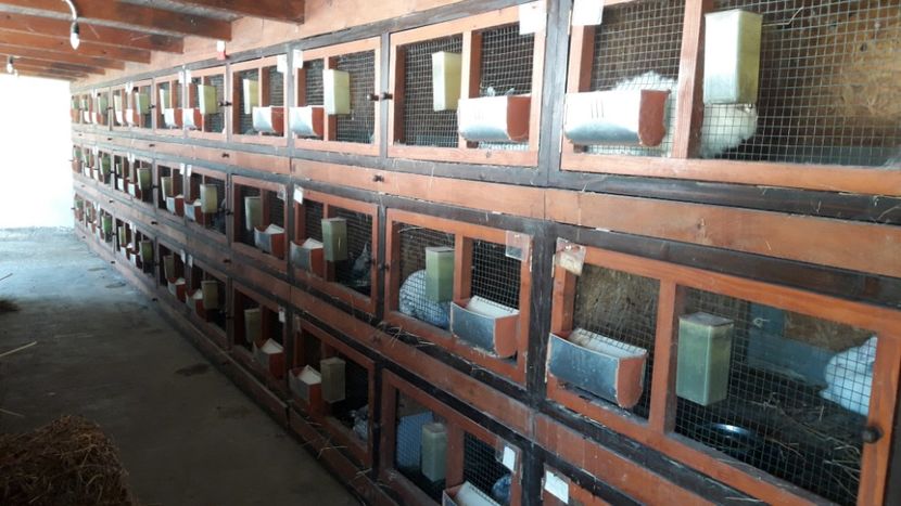  - ADAPOST IEPURI 2016