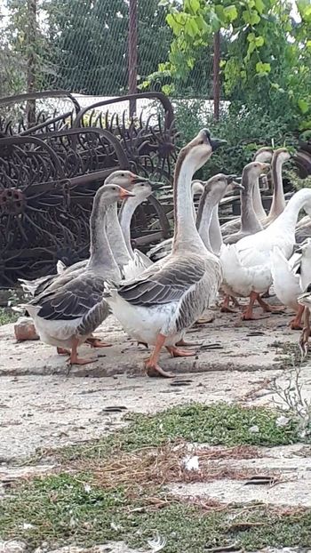 VideoCapture_20190818-183615 - A Gaste chinezesti si africane 2018-2019