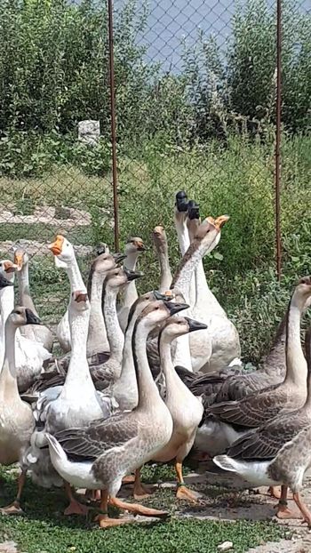 VideoCapture_20190818-183528 - A Gaste chinezesti si africane 2018-2019