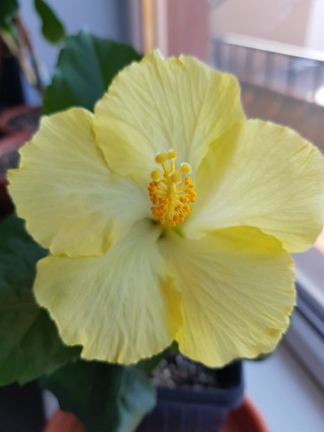  - 1-2 HIBISCUS