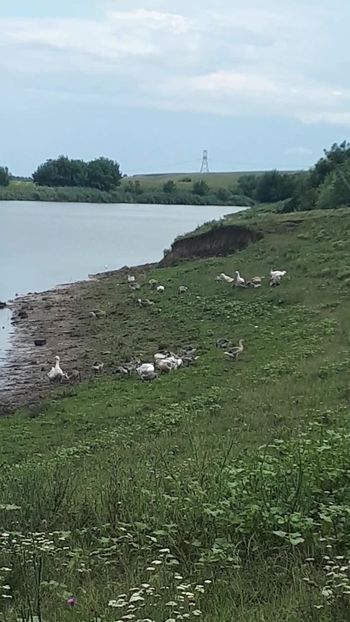 VideoCapture_20190820-131445 - A Gaste chinezesti si africane 2018-2019