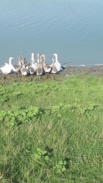 VideoCapture_20190820-131710 - A Gaste chinezesti si africane 2018-2019