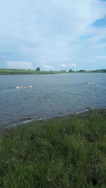 VideoCapture_20190820-131257 - A Gaste chinezesti si africane 2018-2019