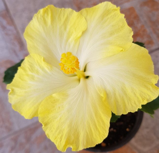  - 1-2 HIBISCUS
