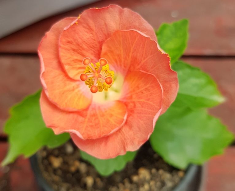 - 1-2 HIBISCUS