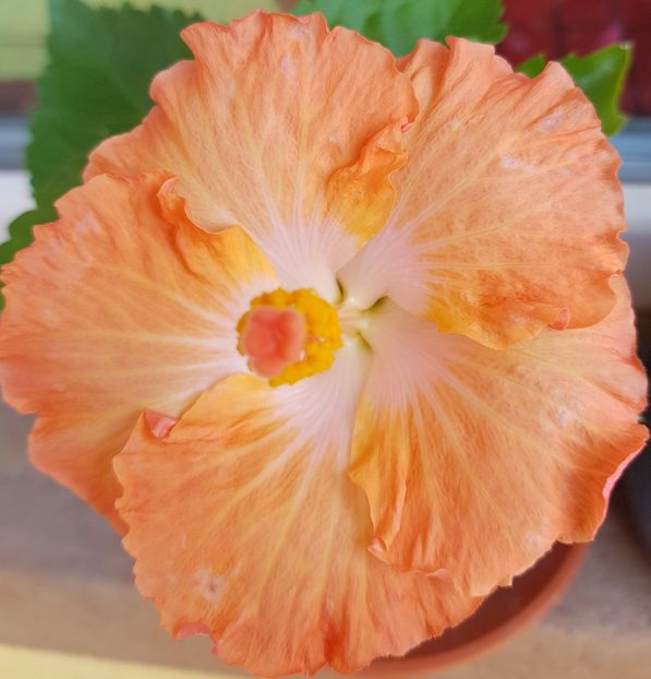  - 1-2 HIBISCUS