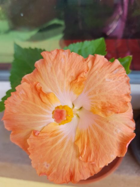  - 1-2 HIBISCUS