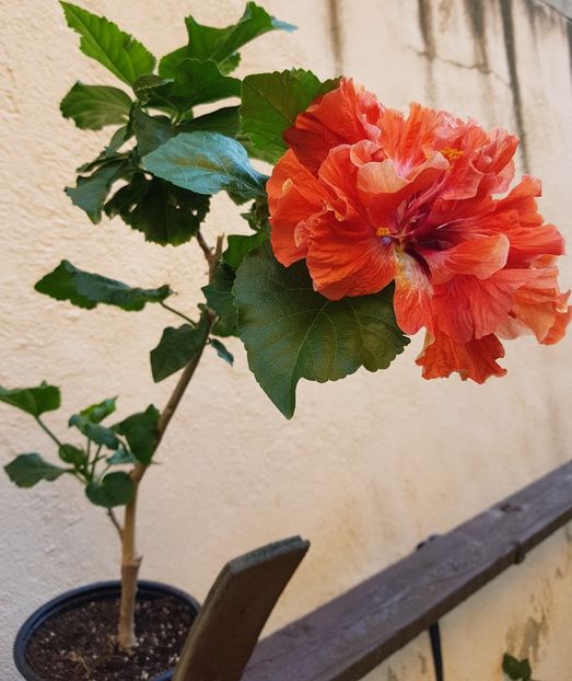  - 1-2 HIBISCUS