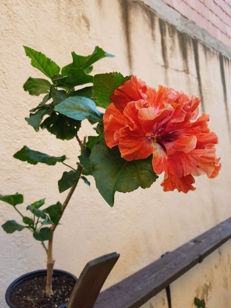  - 1 - 2 HIBISCUSI 2021