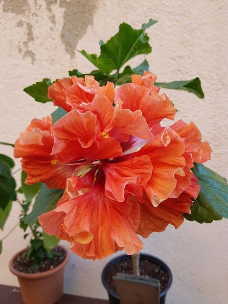  - 1-2 HIBISCUS