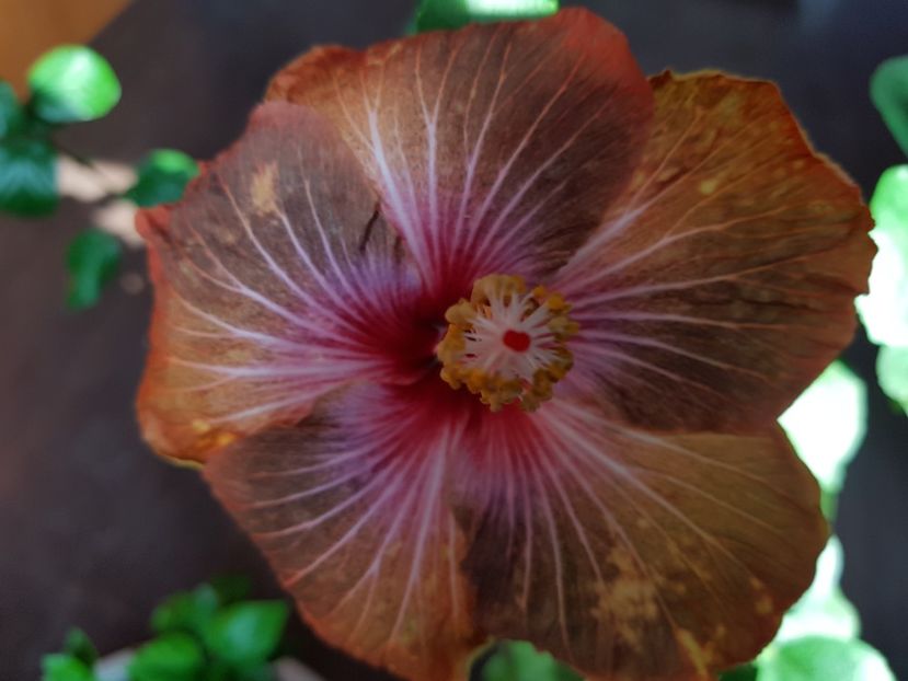  - 1-2 HIBISCUS