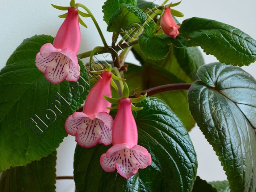 Sinningia Luci s Pink Fondant - GLOXINIA_SINNINGIA - Hibrizii mei -My hybrids