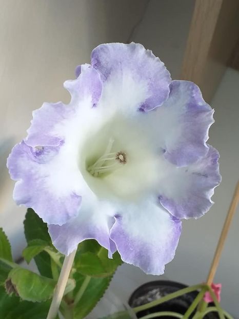  - Gloxinii 2019
