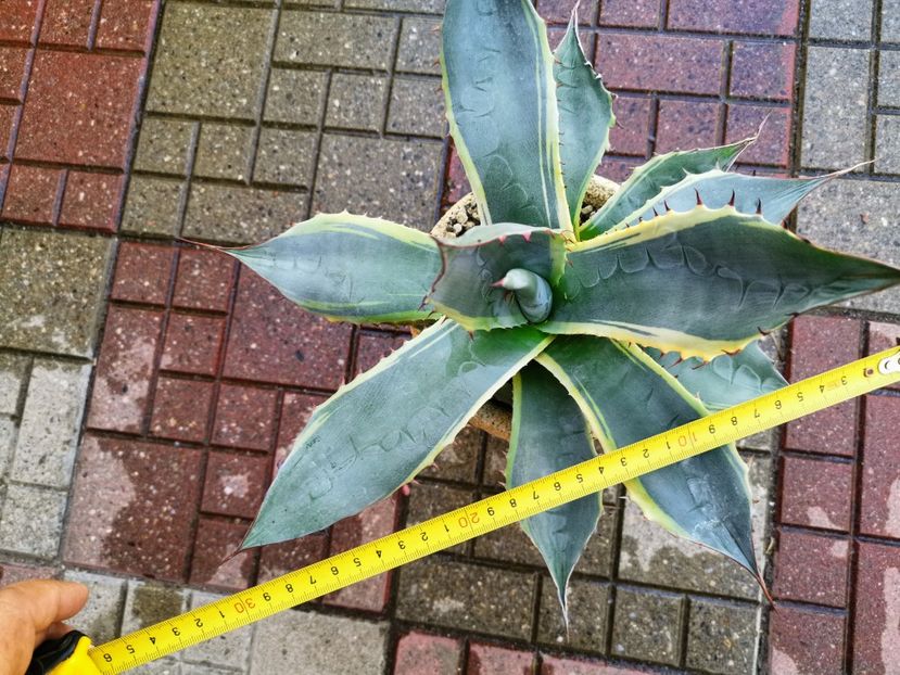  - Vanzari agave