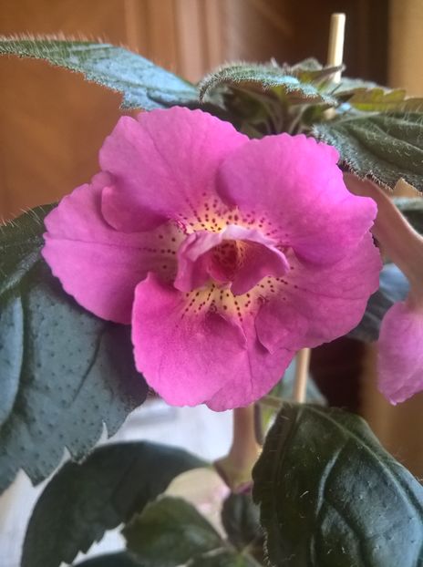 Star Tracker - Achimenes si Achimenantha 2019