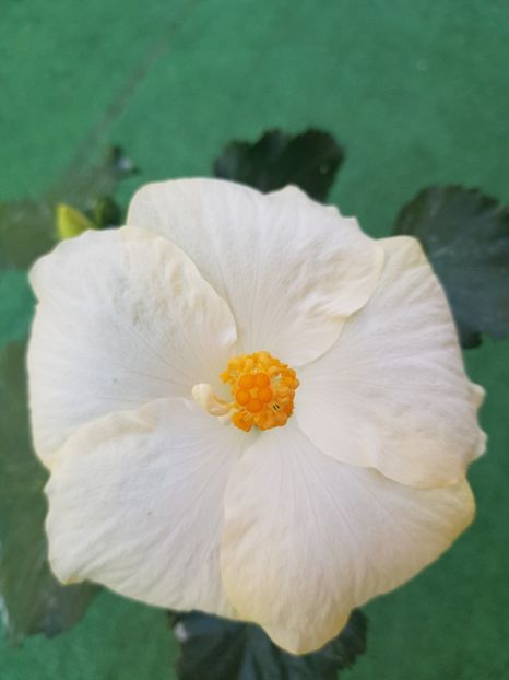  - 1-2 HIBISCUS