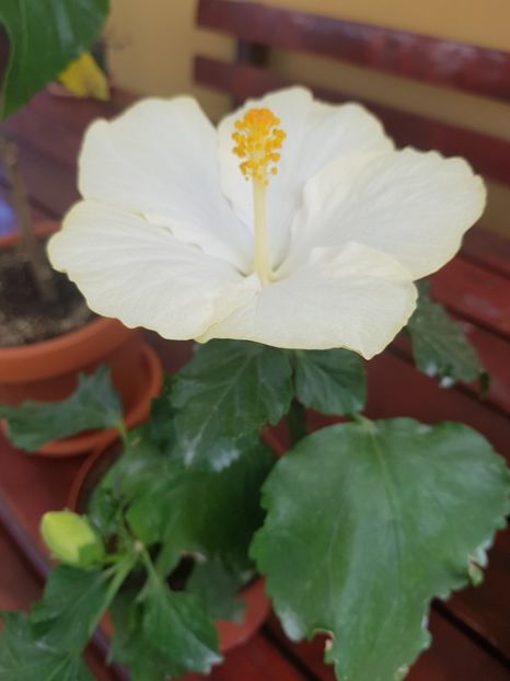  - 1-2 HIBISCUS