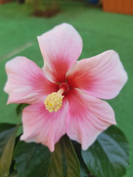  - 1-2 HIBISCUS
