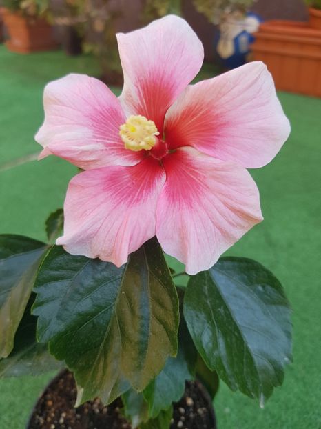  - 1-2 HIBISCUS