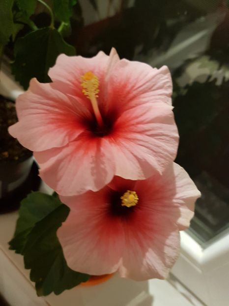 - 1-2 HIBISCUS