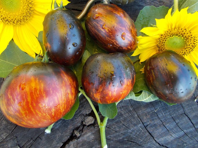  - SEMINTE ROSII - T 412 GARGAMEL