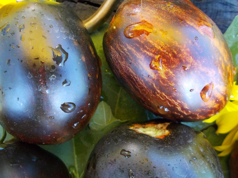  - SEMINTE ROSII - T 412 GARGAMEL