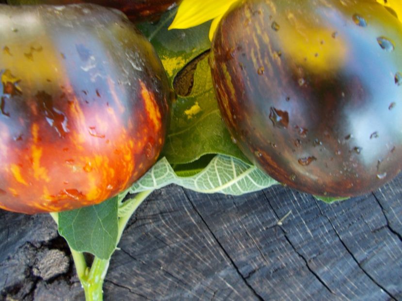  - SEMINTE ROSII - T 412 GARGAMEL