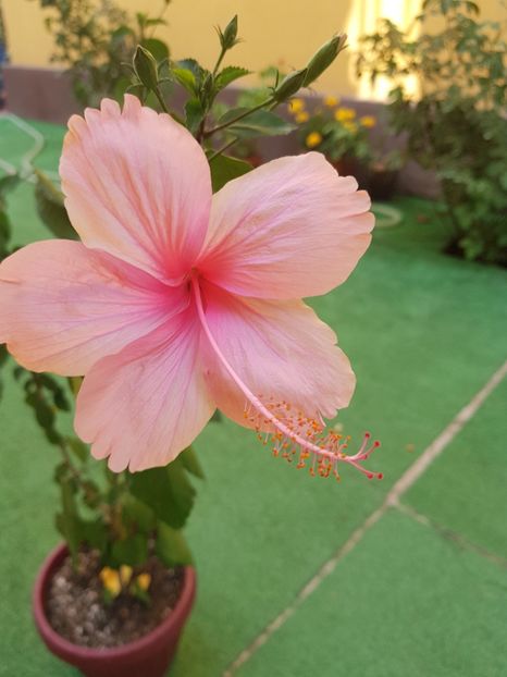  - 1-2 HIBISCUS
