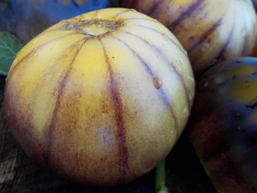  - SEMINTE ROSII - T 411 GREAT WHITE BLEU