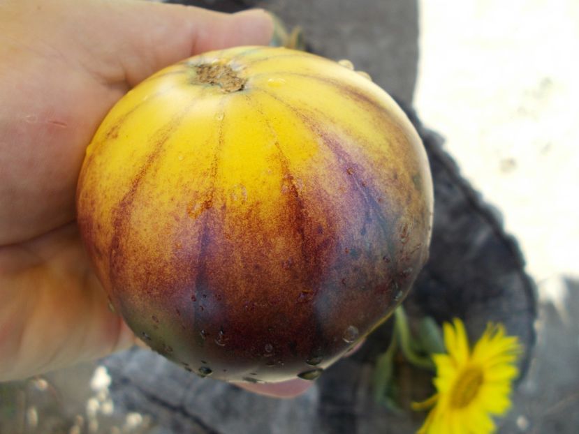  - SEMINTE ROSII - T 411 GREAT WHITE BLEU