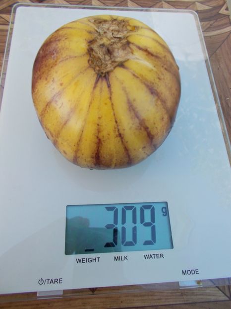  - SEMINTE ROSII - T 411 GREAT WHITE BLEU