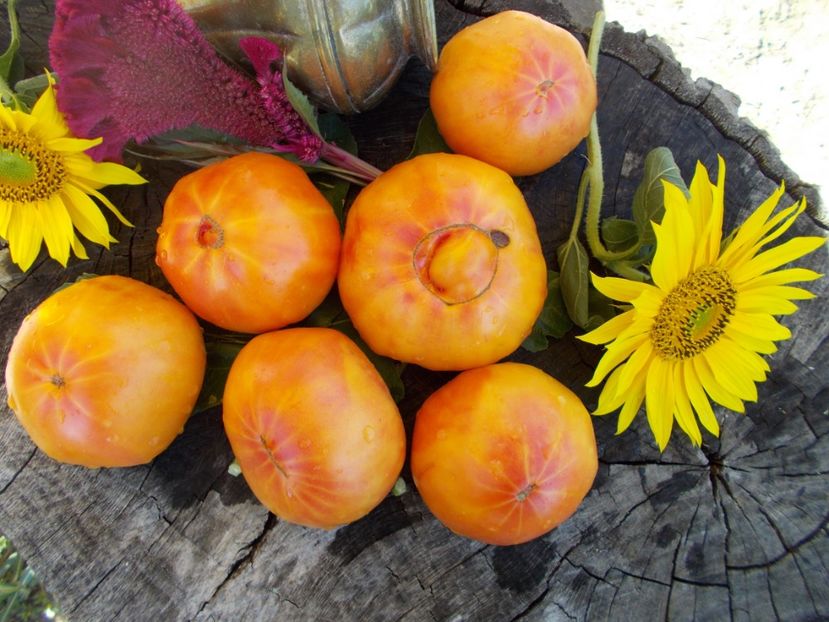  - SEMINTE ROSII - T 432 MARY ROBINSON GERMAN