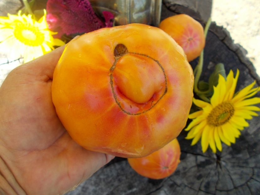  - SEMINTE ROSII - T 432 MARY ROBINSON GERMAN