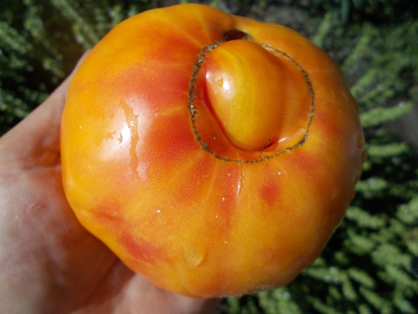  - SEMINTE ROSII - T 432 MARY ROBINSON GERMAN