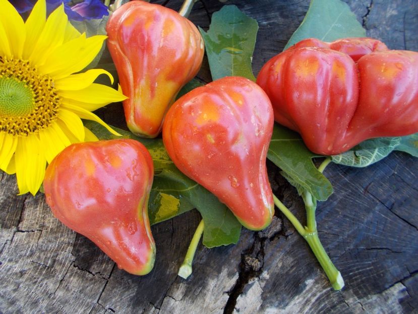  - SEMINTE ROSII - T 334 - TLACOLULA RIBBED