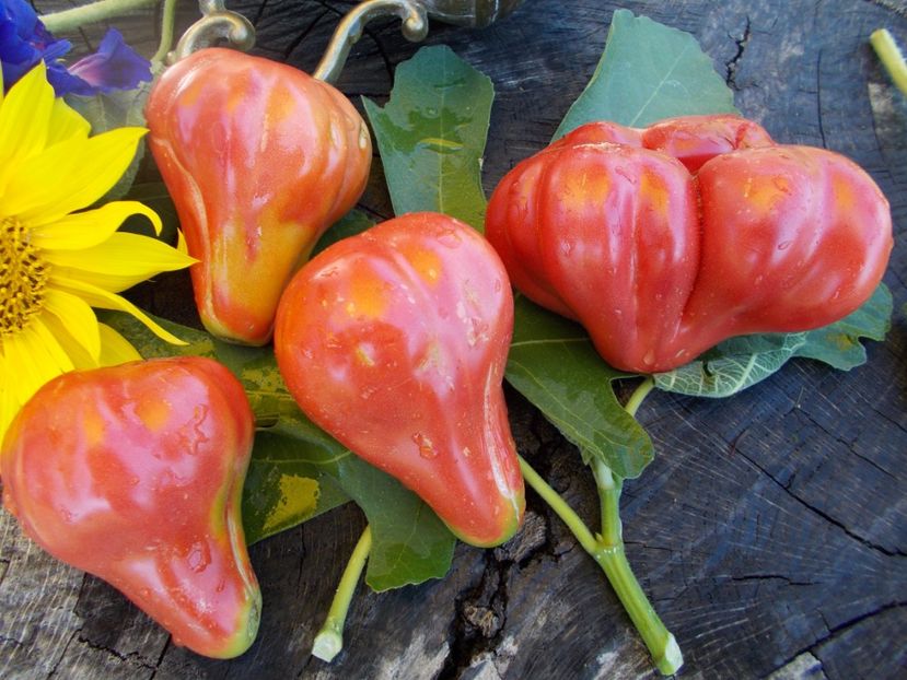  - SEMINTE ROSII - T 334 - TLACOLULA RIBBED