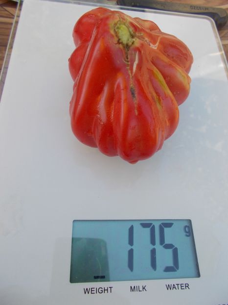  - SEMINTE ROSII - T 334 - TLACOLULA RIBBED